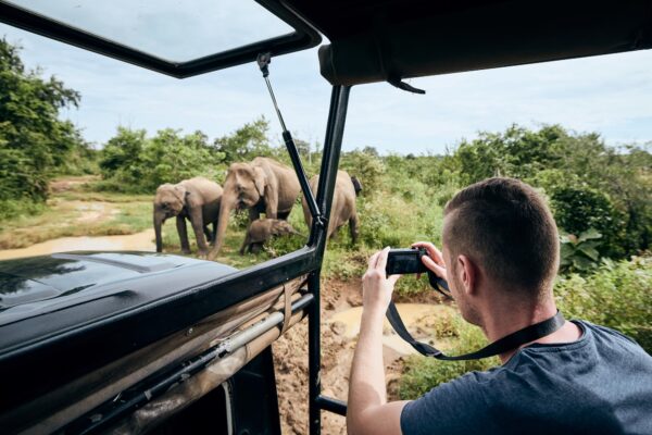 Photographing of group of elephants. Young man on safari journey by off road car in Sri Lanka.