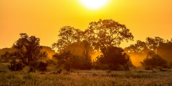 Orange morning light on S100 Kruger