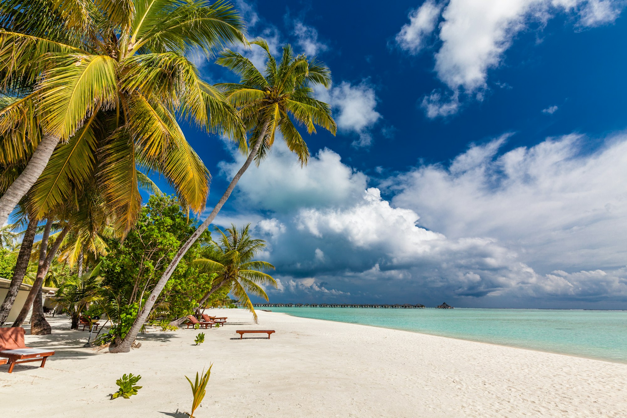 Tropical beach in Maldives with palm trees and vibrant lagoon