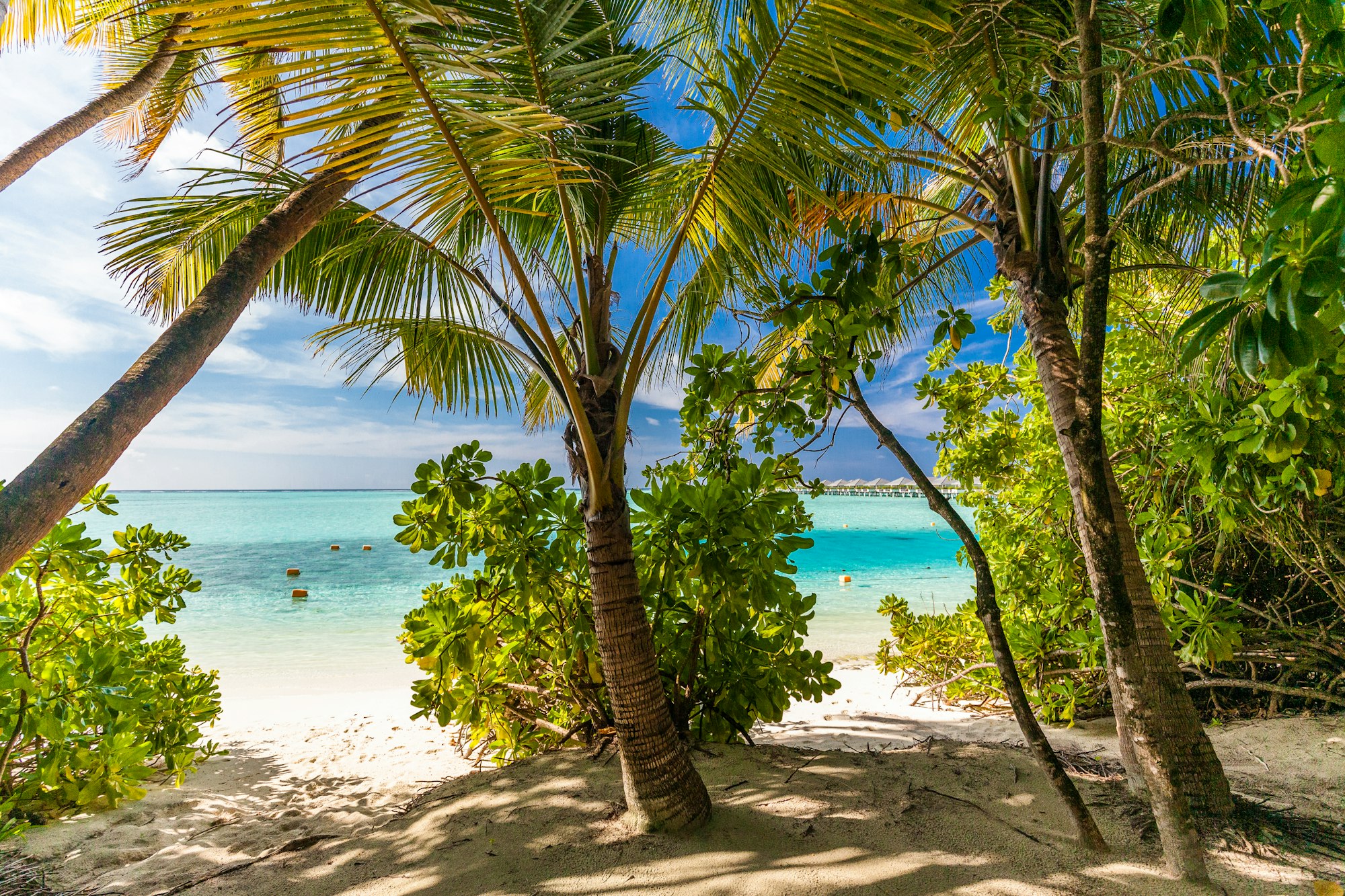 Tropical beach in Maldives with palm trees and vibrant lagoon