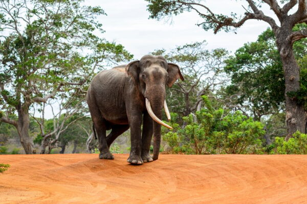 Adult Sri Lankan Elephant on the desert of Sri Lanka