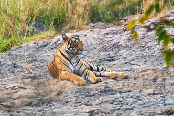 Beautiful Royal Bengal Tiger resting in Ranthambore National Park, Rajasthan, India