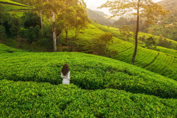 Cinematic Aerial Drone Shot of Green Tea Terraces in Mountains with Woman Traveler in Nuwara Eliya