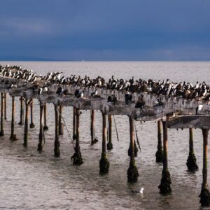 Cormorant colony on the old pier at Punta Arenas, Magallanes and Antartica Chilena Region, Chilean P