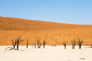 Dead Trees, Deadvlei, Sossusvlei, Namib Naukluft Park, Namib Desert, Namibia