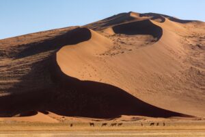 Gemsbok - Namib Desert - Namibia