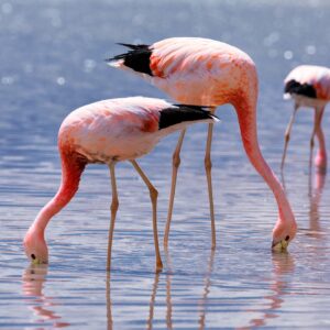 Group of pink Andean flamingos in salt lake Chaxa near San Pedro de Atacama, Atacama desert, Chile