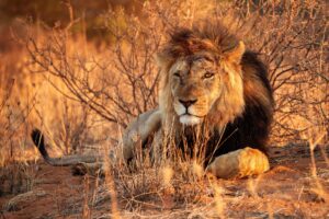 Male Lion in Namibia Etosh