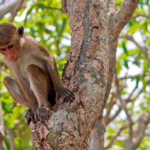 Toque Macaque, Golden Temple of Dambulla, Sri Lanka