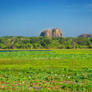 Yala National Park, Sri Lanka, Asia.