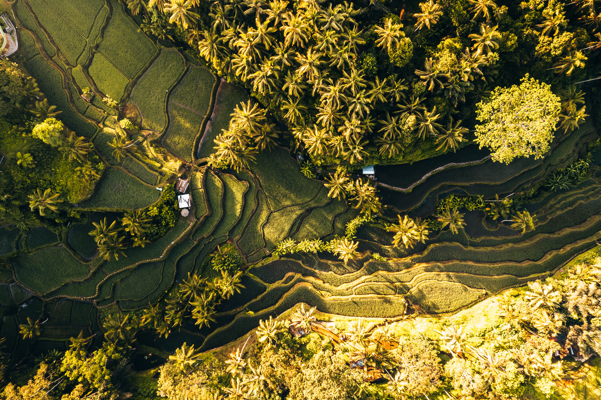 Aerial drone view of Tegallalang Rice fields terraces in Ubud, Bali, Indonesia