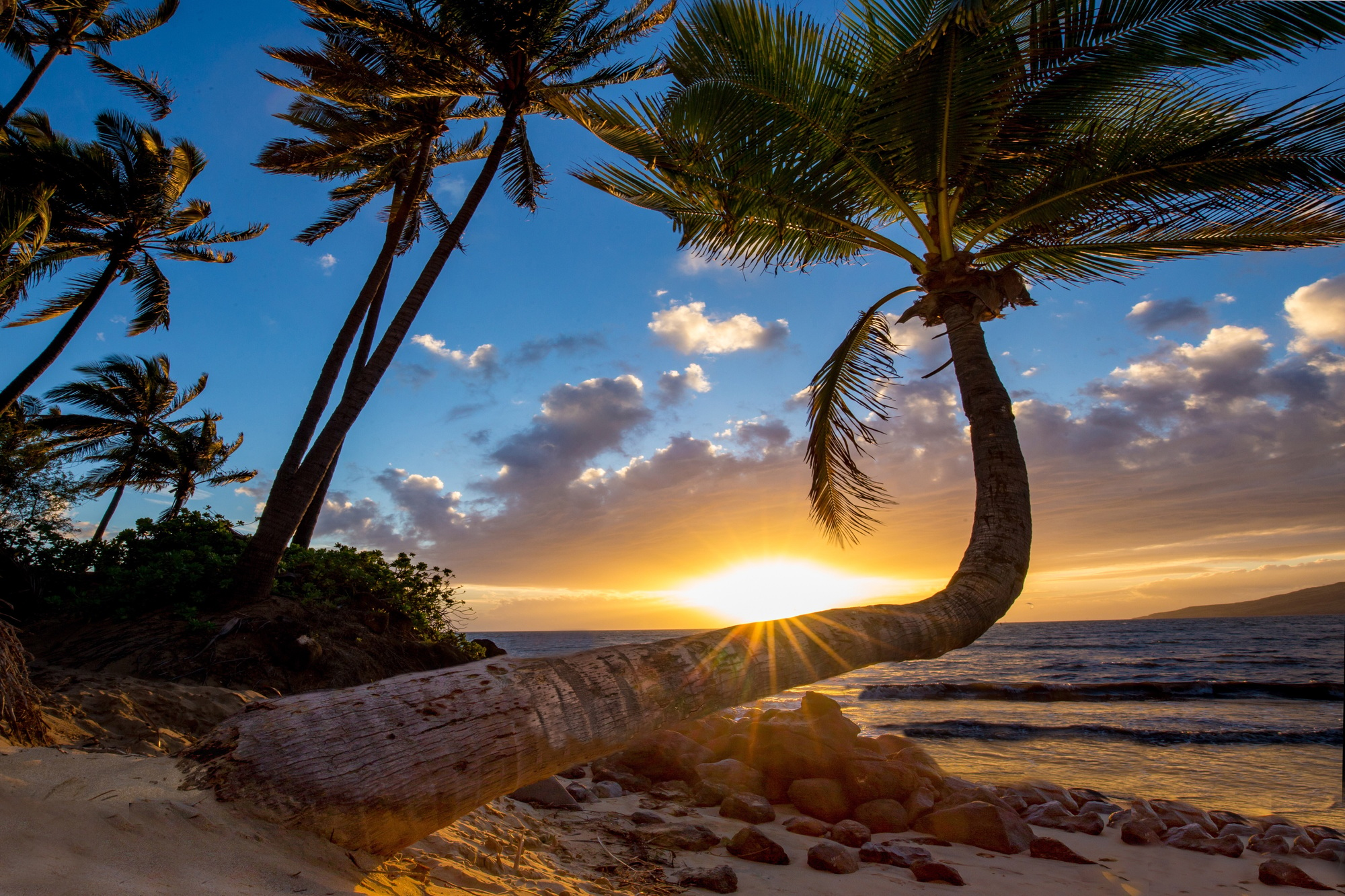 Bent palm in Hawaii