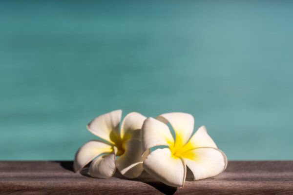 Two jasmine flowers from Tahiti